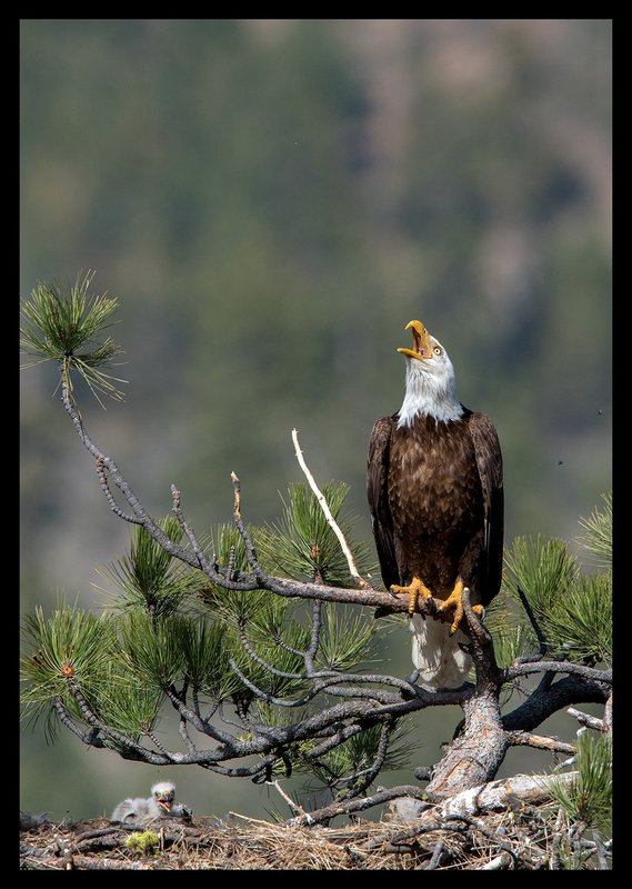 Bald Eagle Harmony.jpg :: Catalogue No. 1375

Image Size: 13X19 on Art Paper
              16X24 on Paper or Canvas
              24X35 in. on Canvas
              30x43 in. on Canvas