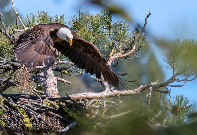Bald Eagle Spring I.jpg :: Catalogue No. 1339

Image Size:  13x19in. on Paper
              16x24in. on Paper or Canvas
              