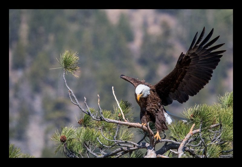 Bald Eagle X.jpg :: Catalogue No. 1362

Image Size: 13X19 on Art Paper
              16X2 on Paper or Canvas
              