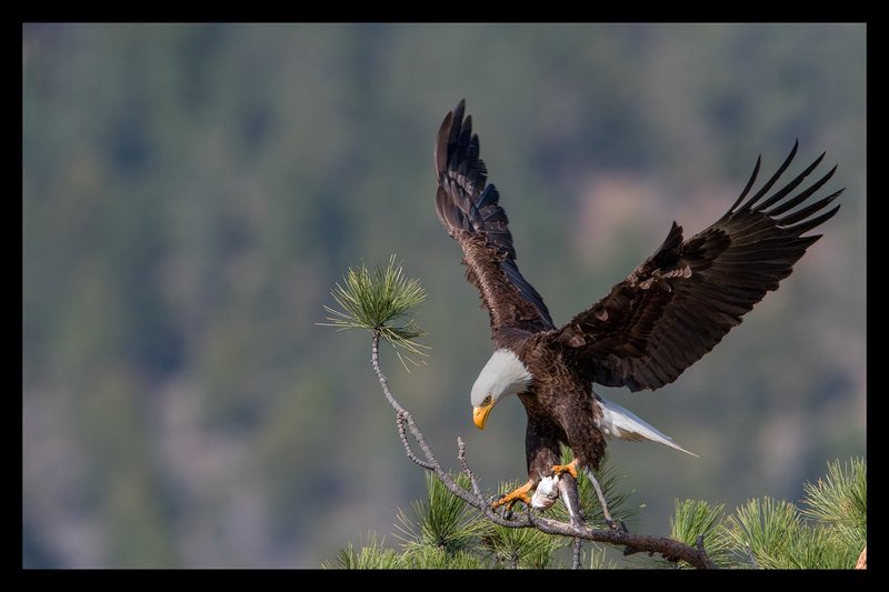 Bald Eagle XIII.jpg :: Catalogue No. 1377

Image Size: 13X19 on Art Paper
              16X25 on Paper or Canvas
              24X37 in. on Canvas