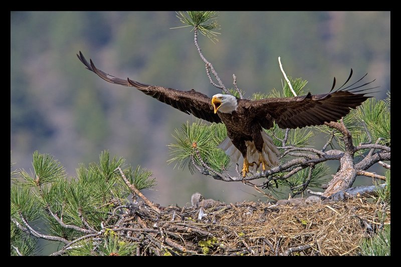 Bald Eagle and Eaglet II.jpg :: Catalogue No. 1376

Image Size: 13X19 on Art Paper
              16X24 on Paper or Canvas
              22X34 in. on Canvas