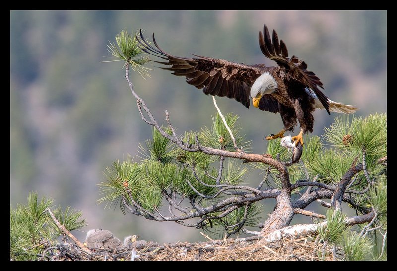 Bald Eagle and Eaglet III.jpg :: Catalogue No. 1378

Image Size: 13X19 on Art Paper
              16X24 on Paper or Canvas
              24X36 in. on Canvas
