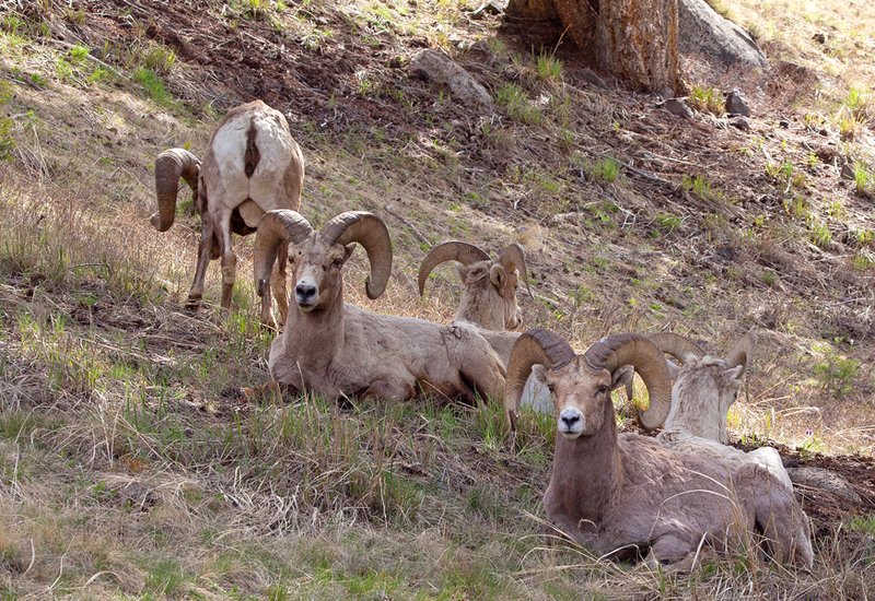 Bighorn Spring V.jpg :: Catalogue No. 680
Image Size:  13X19 in. on Art Paper
               16X24 in. on Paper or Canvas
               22X332 in. on Canvas