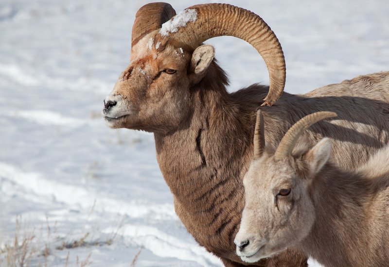 Bighorn Survivor.jpg :: Catalogue No. 410

Image Size: 13X19 on Art Paper
              16X24 on Paper or Canvas
              22X32 in. on Canvas