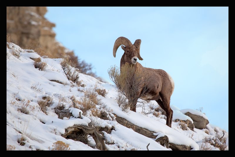 Bighorn Winter IV.jpg :: Catalogue No. 401

Image Size: 13X19 on Art Paper
              16X24 on Paper or Canvas
              22X34 in. on Canvas