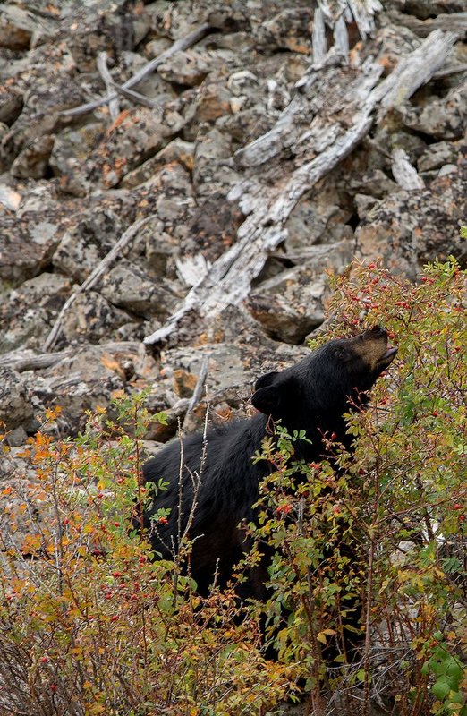 Black Bear Eating Berries.jpg :: Catalogue No. 1146

Image Size:   20X30 in. on Canvas