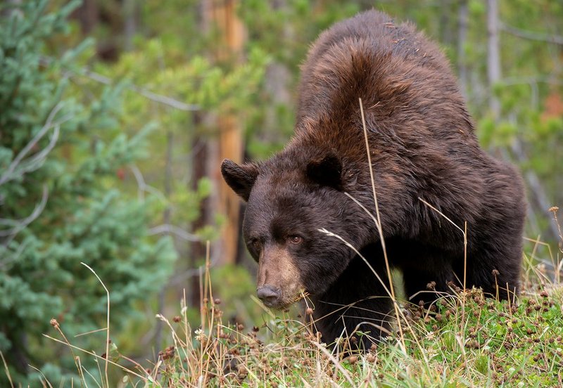 Black Bear I.jpg :: Catalogue No. 1144

Image Size:   20X29 in. on Canvas