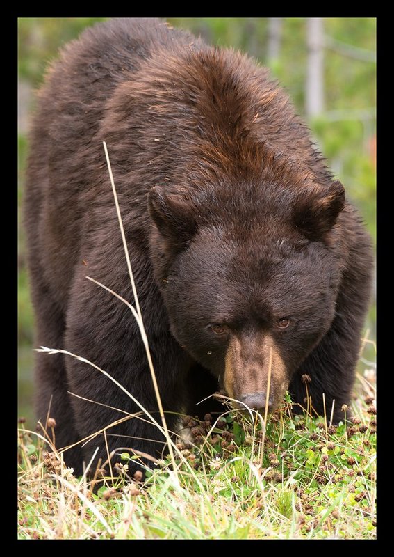Black Bear II.jpg :: Catalogue No. 1145

Image Size:   24X34 in. on Canvas