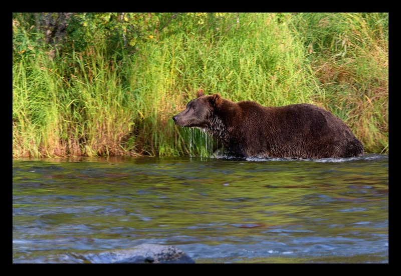 Brooks River Bear XXX.jpg :: Catalogue No. 1258

Image Size:  20x30 in. on Canvas
