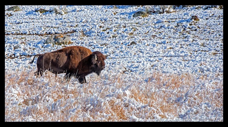 Buffalo Autumn VI.jpg :: Catalogue No. 1201

Image Size:  22x41on Canvas
