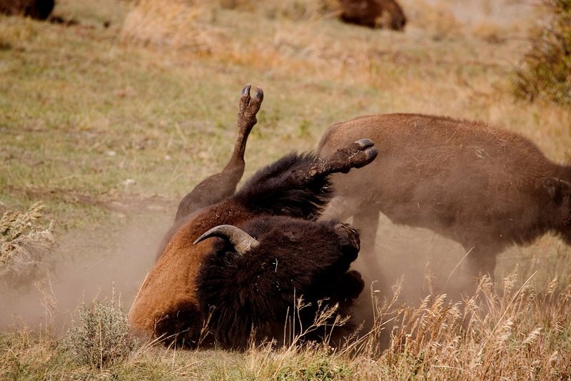 Buffalo Roll.jpg
