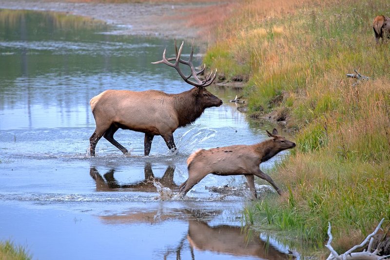 Bull Elk and Calf II.jpg :: Catalogue No. 1166

Image Size:   24X36 in. on Canvas