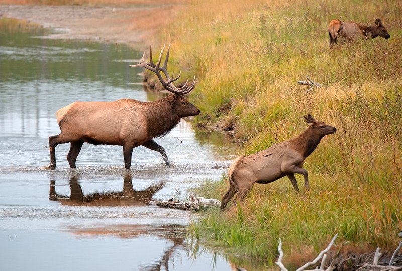 Bull Elk and Calf IV.jpg :: Catalogue No. 1148

Image Size:   22X33 in. on Canvas