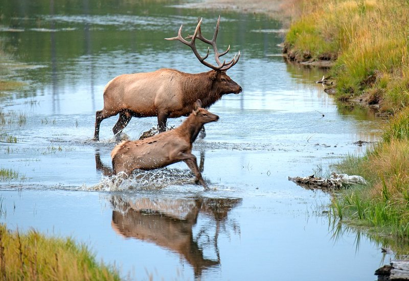 Bull Elk and Calf V.jpg :: Catalogue No. 1177

Image Size:   20X29 in. on Canvas