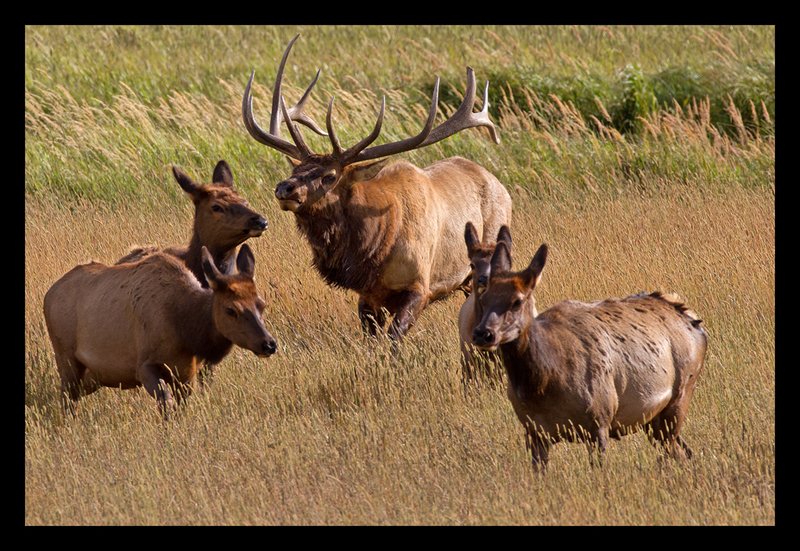 Bull Elk and Harem I.jpg :: Catalogue No. 780

Image Size:   20X30 in. on Canvas
              16X24 in. on Canvas or Paper
              13X19 on Art Paper
