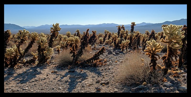 Cholla Forest.jpg :: Catalogue No. 1370

Image Size: 20X41 in. on Canvas

