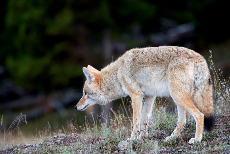 Coyote Concentration I.jpg :: Catalogue No. 1162

Image Size:   20X30 in. on Canvas