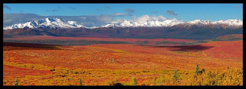 Denali Tundra and Mountains.jpg :: Catalogue No. 1209

Image Size:   24X70 in. on Canvas
