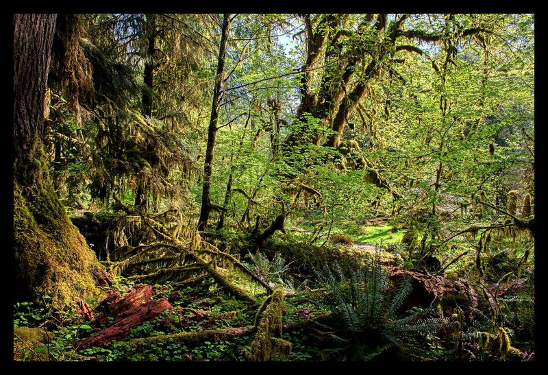 Early Morning Hoh Rainforest.jpg :: Catalogue No. 1216

Image Size:  24X36 in. on Canvas
