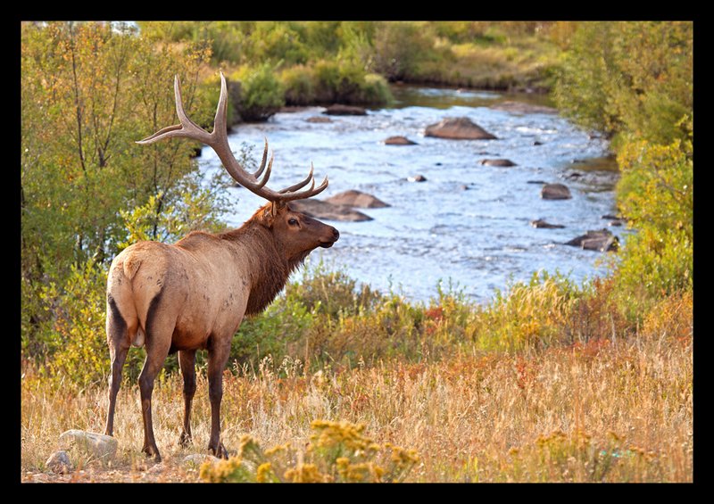 Elk Autumn II.jpg :: Catalogue No. 733

Image Size:  22X32 in. on Canvas
             16X24 in. on Canvas or Art Paper
             13X19 in. on Art Paper

