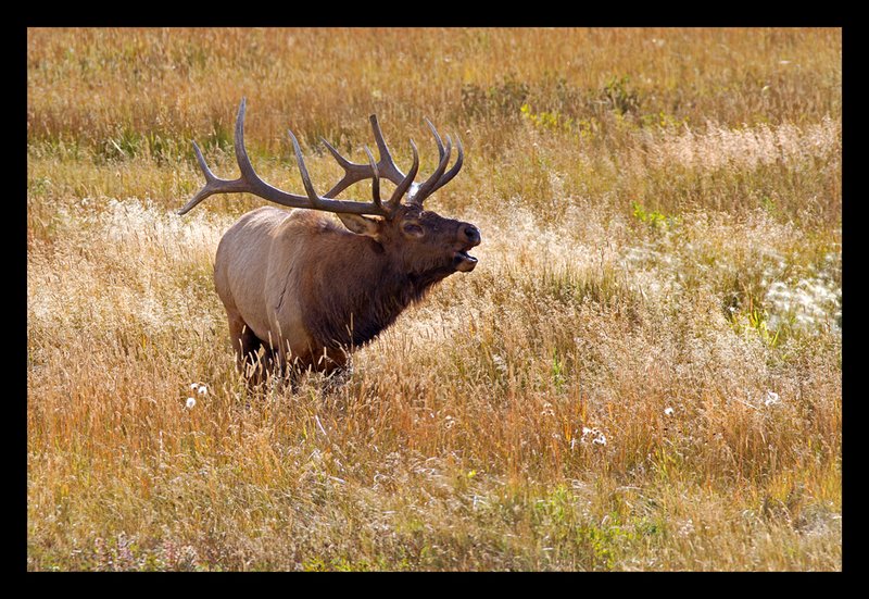 Elk Autumn V.jpg :: Catalogue No. 781

Image Size:   20X30 in. on Canvas
              16X24 in. on Canvas or Paper
              13X19 on Art Paper
