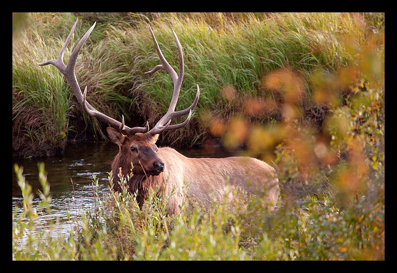 Elk Autumn VII.jpg :: Catalogue No. 803

Image Size:  20X30 in. on Canvas
             16X24 in. on Canvas or Art Paper
             13X19 in. on Art Paper