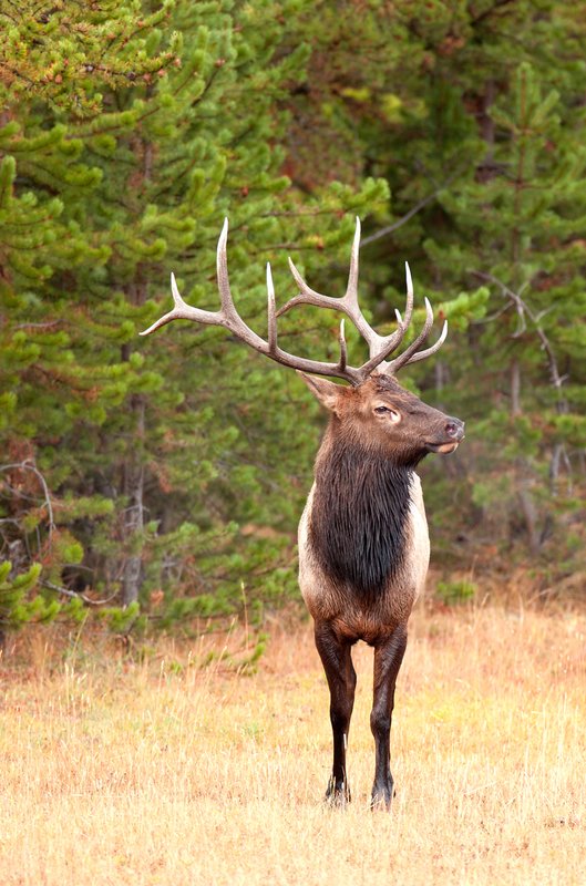 Firehole River Elk II.jpg :: Catalogue No. 563

Image Size: 13X19 in. on Art Paper
             16X24 in. on Paper or Canvas 
              20X30 in. on Canvas