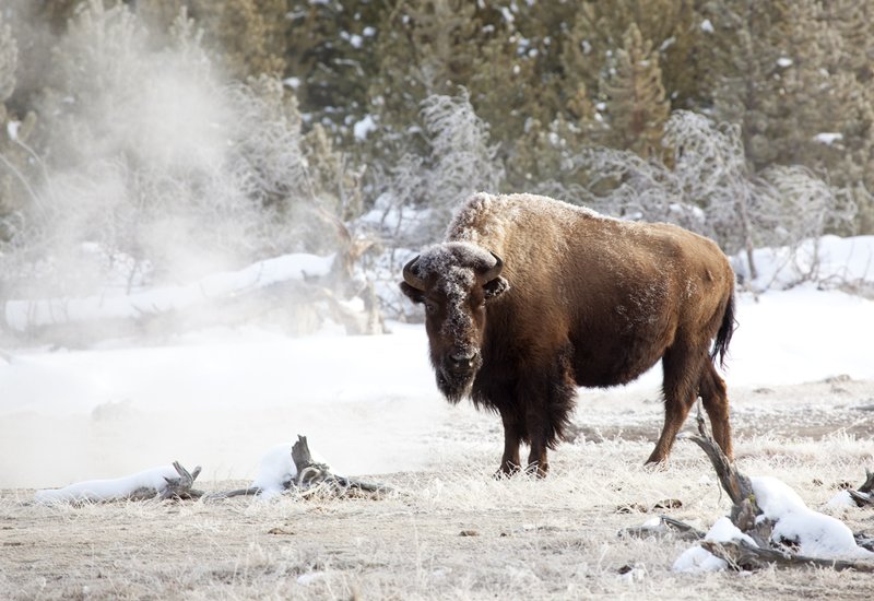 Firehole Winter Buffalo I.jpg :: Catalogue No. 368

Image Size: 13X19 on Art Paper
              16X24 on Paper or Canvas
              22X33 in. on Canvas
