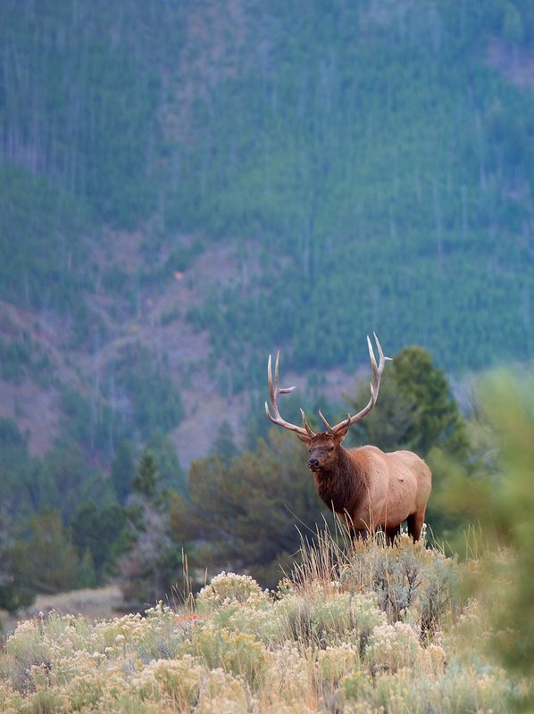 Gardner River Elk II.jpg :: Catalogue No. 1178

Image Size:   18X24 in. on Canvas