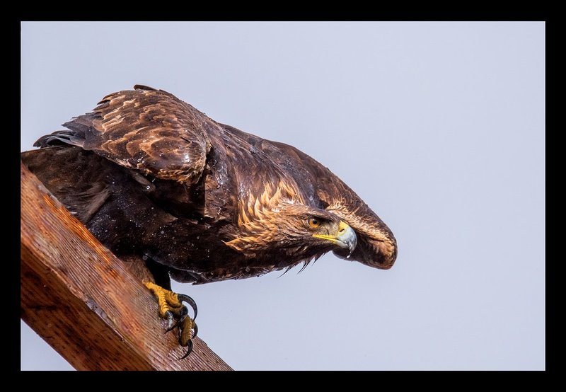 Golden Eagle II.jpg :: Catalogue No. 1316

Image Size: 13X19 on Art Paper
              16X24 on Paper or Canvas
              20X30 in. on Canvas