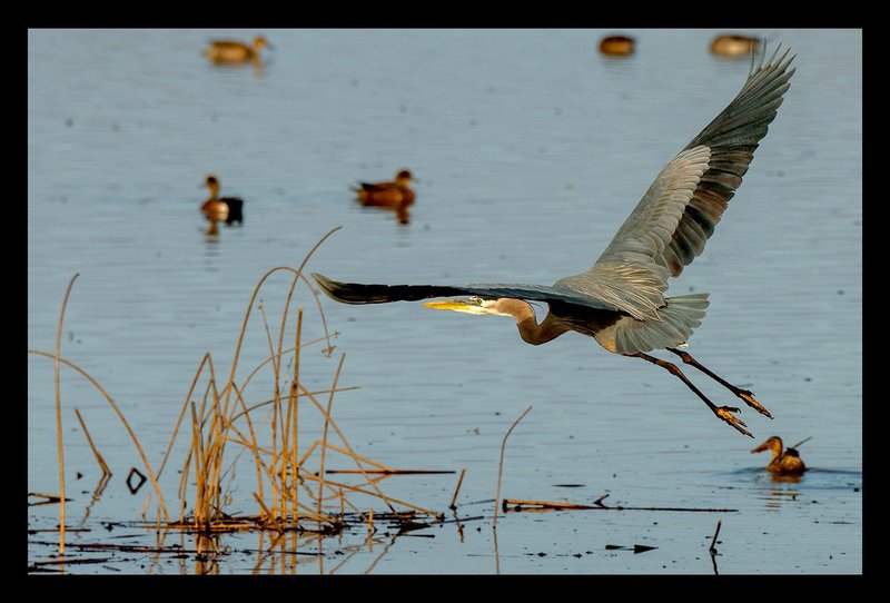 Great Blue Heron Flying I.jpg :: Catalogue No. 1196

Image Size:  13x19in. on Paper
              16x24in. on Paper or Canvas
              19X29 in. on Canvas

