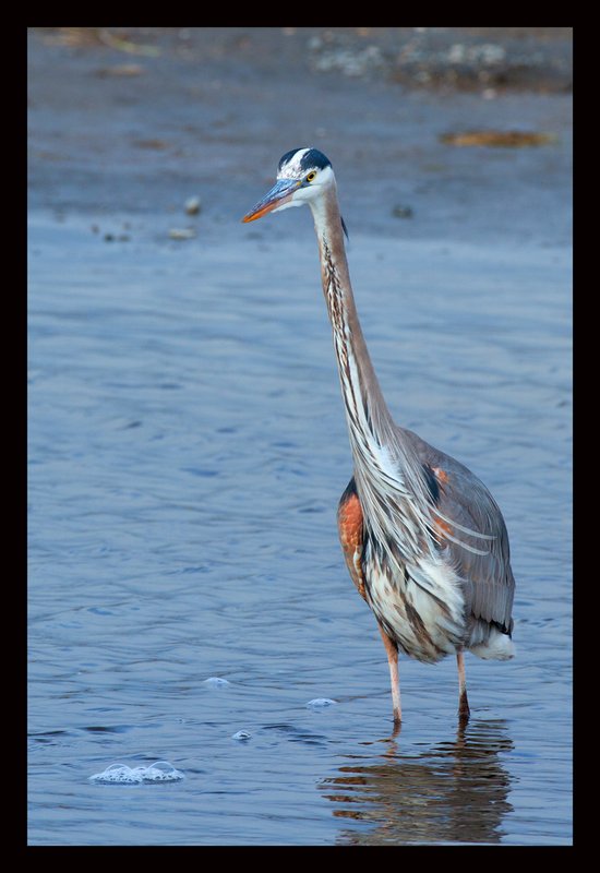 Great Blue Heron I Yellowstone River.jpg :: Catalogue No. 649

Image Size:  13X19 in. on Art Paper
               16X24 in. on Paper or Canvas
               20X30 in. on Canvas