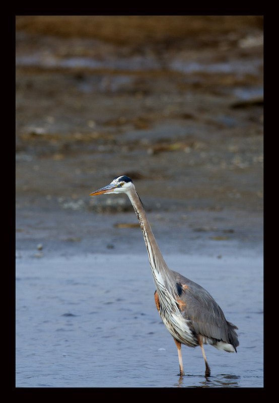 Great Blue Heron II Yellowstone River.jpg :: Catalogue No. 650

Image Size:  13X19 in. on Art Paper
               16X24 in. on Paper or Canvas
               20X30 in. on Canvas