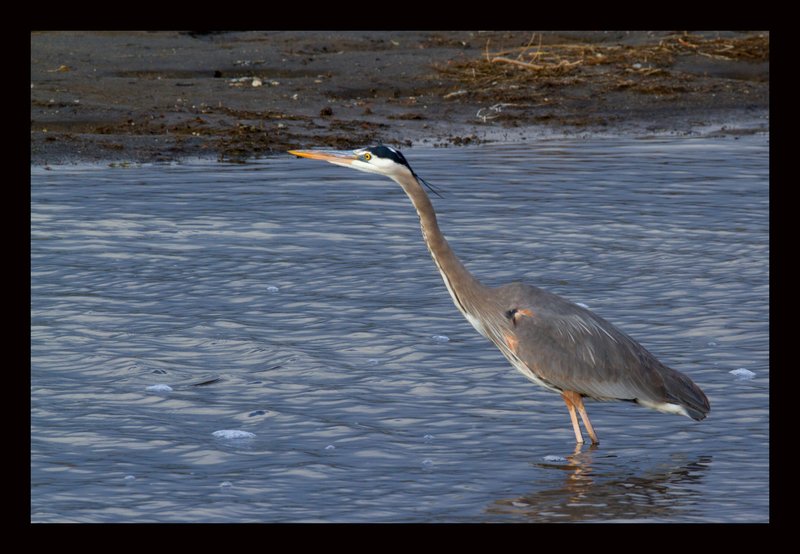 Great Blue Heron III Yellowstone River.jpg :: Catalogue No. 651

Image Size:  13X19 in. on Art Paper
               16X24 in. on Paper or Canvas
               20X30 in. on Canvas