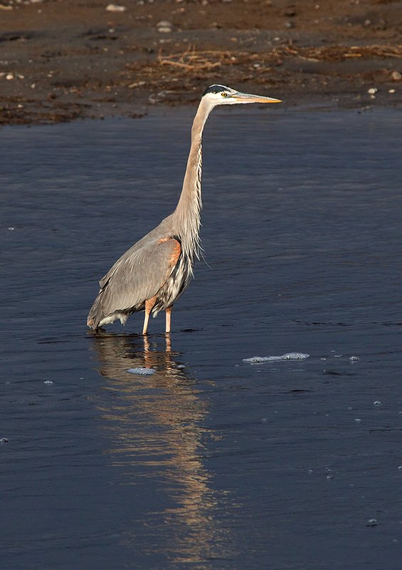 Great Blue Heron IV Yellowstone River.jpg :: Catalogue No. 684
Image Size:  13X19 in. on Art Paper
               16X24 in. on Paper or Canvas
               20X30 in. on Canvas