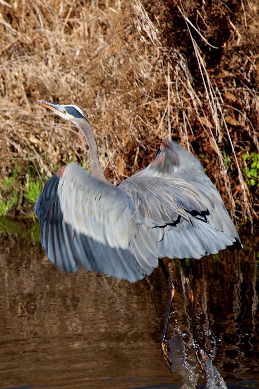 Great Blue Heron IV.jpg :: Catalogue No. 635

Image Size:  13X19 in. on Art Paper
               16X24 in. on Paper or Canvas
               