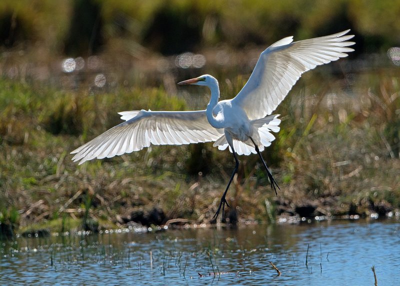 Great Egret Landing I.jpg :: Catalogue No. 1129

Image Size:  20x28 in. on Canvas