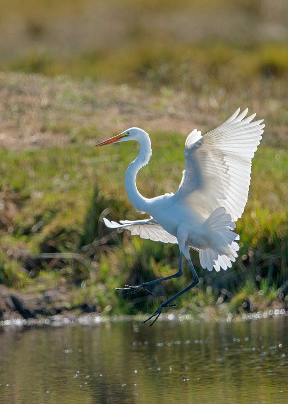 Great Egret Landing III.jpg :: Catalogue No. 1131
Image Size:  20x28 in. on Canvas