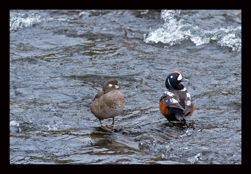 Harlequin Ducks I.jpg :: Catalogue No. 641

Image Size:  13X19 in. on Art Paper
               16X24 in. on Paper or Canvas
               20X30 in. on Canvas