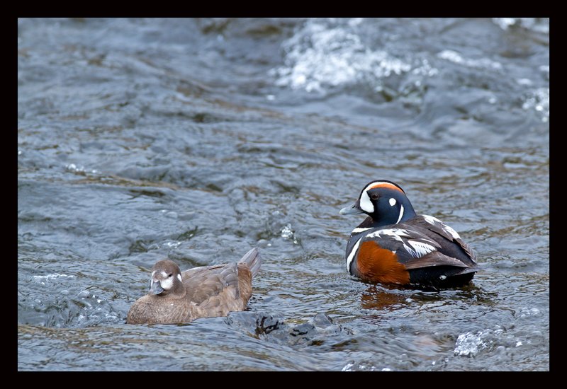 Harlequin Ducks II.jpg :: Catalogue No. 642

Image Size:  13X19 in. on Art Paper
               16X24 in. on Paper or Canvas
               20X30 in. on Canvas