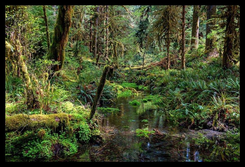 Hoh Spruce Creek Trail II.jpg :: Catalogue No. 1219

Image Size:  28.5x44 in. on Canvas
