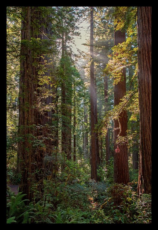 Light in the Redwoods V.jpg :: Catalogue No. 1328

Image Size:   16x23in. on Paper or Canvas
              22X30 in. on Canvas

