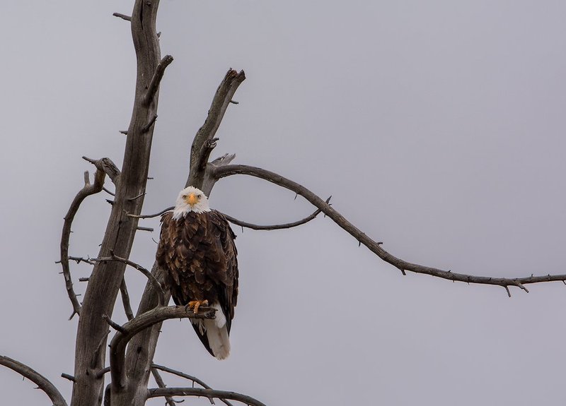 Madison River Eagle I.jpg :: Catalogue No. 1155

Image Size:   18x25 in. on Canvas