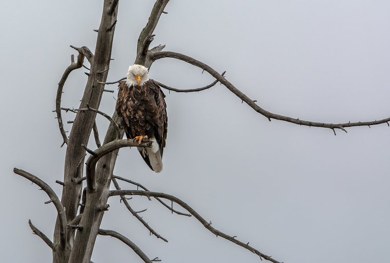 Madison River Eagle III.jpg :: Catalogue No. 1164

Image Size:   21X31 in. on Canvas