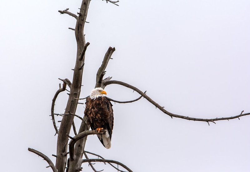 Madison River Eagle V.jpg :: Catalogue No. 1169

Image Size:   20X29 in. on Canvas