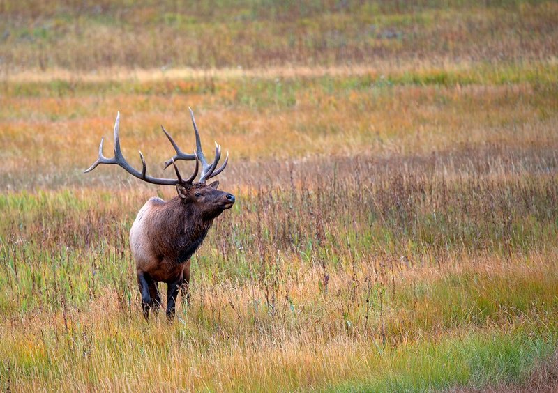 Madison River Elk IX.jpg :: Catalogue No. 1182

Image Size:   24X34 in. on Canvas