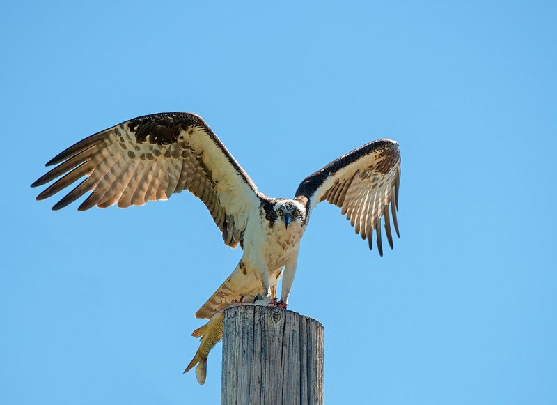 Osprey V.jpg :: Catalogue No. 1045

Image Size: 13x19 in. on Art Paper 
             16x24 in. on Art Paper or Canvas
              