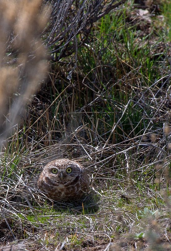 Pygmy Owl.jpg :: Catalogue No. 1034

Image Size: 13x19 in. on Art Paper 
             