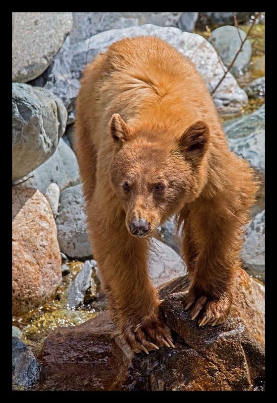 River Black Bear IV.jpg :: Catalogue No. 1346

Image Size:  13x19in. on Paper
              16x24in. on Paper or Canvas
              20X30 in. on Canvas

