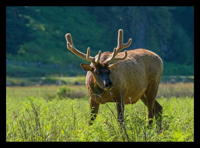 Roosevelt Elk I Redwood NP.jpg :: Catalogue No. 1215

Image Size:  21x29 in. on Canvas
